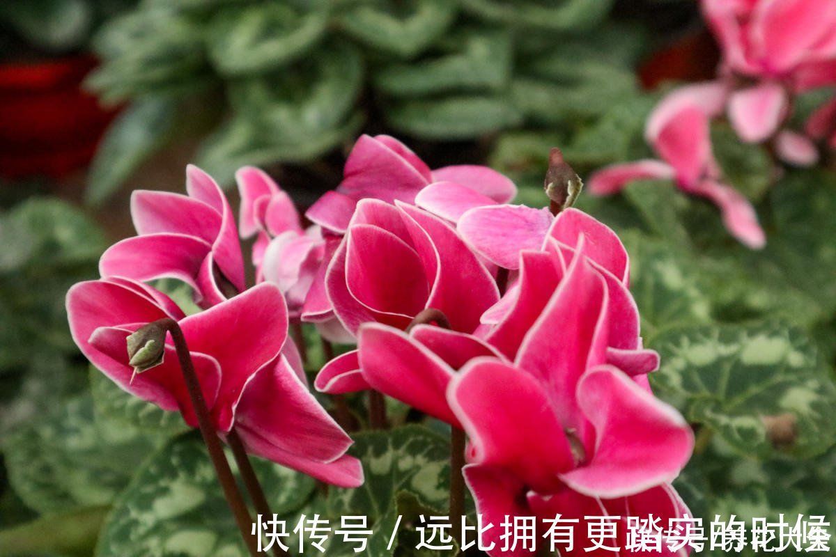 茶花|冬天养这5种花,越冷越开花,适合室内养护