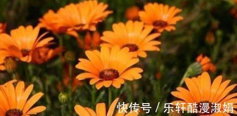 神农本草经|这5种花卉除了能观赏,最重要的能减肥,这才是真正的女人花