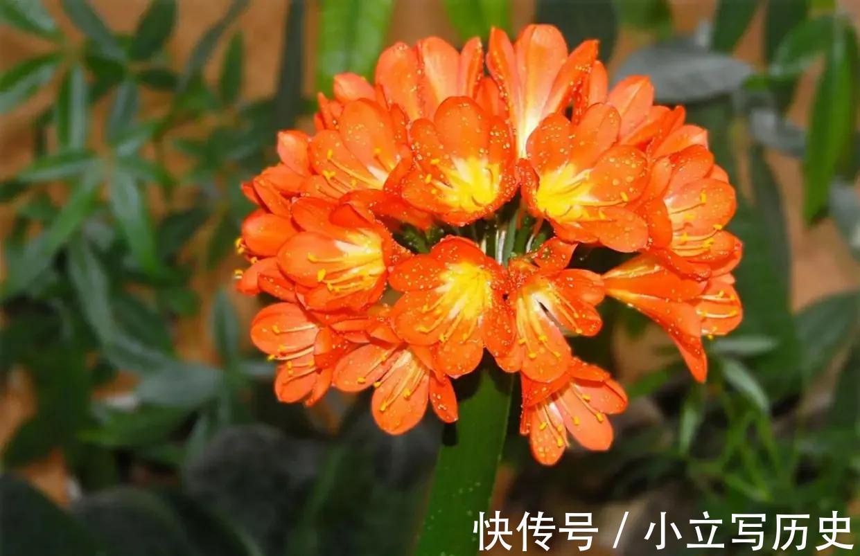 4种吉利花，养在家里很适合，花美人也顺，你喜欢哪一种呢