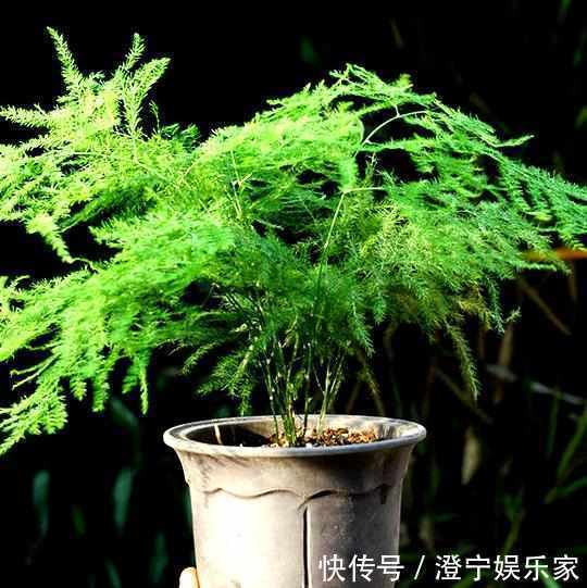 阴凉处|新手文竹叶子发黄简单掌握如下4点,让你的文竹绿油油