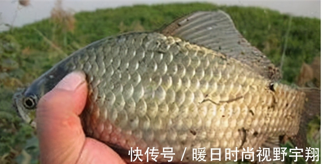 钓鱼|钓鱼知识分享,高手徐清华详解独创钓鲫鱼方法