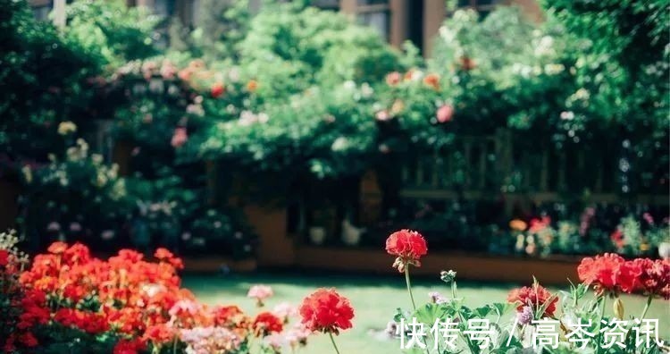 小区|坐拥270㎡大院子,她如何用五年时间,打造成了全小区最美的花园