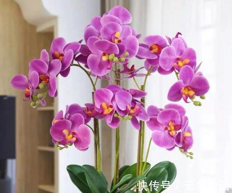 大户|4种花是“开花大户”,家里养一盆,开花红又旺,花朵美艳迷人