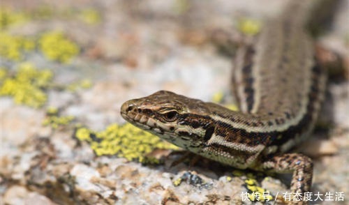  四喜|俗语说“宅子现四喜，家中出能人”，到底是哪四喜，看看你家有没