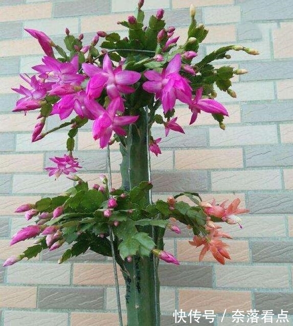 蟹爪兰嫁接，谨记“6字箴言”，嫁接失败，掌握“2法”，成功率高