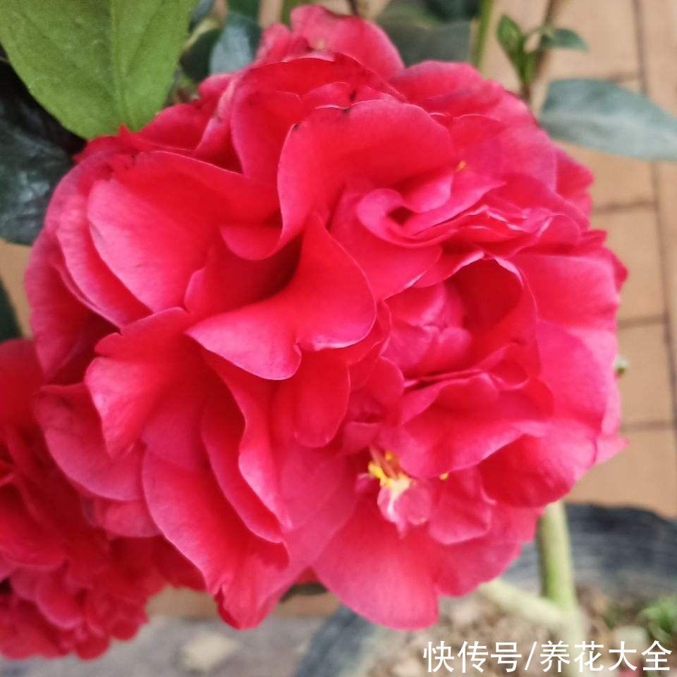 年底养些喜庆花,家里一年都吉祥,6种年宵花现在买正合适