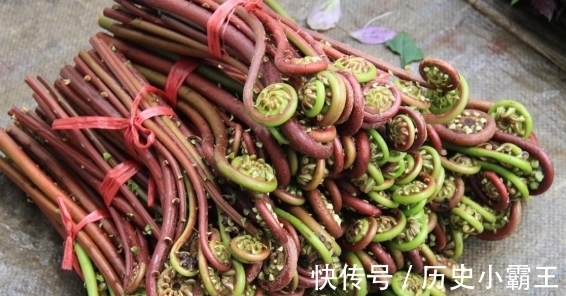 香椿|如果将来只能吃野菜充饥，这6种野菜只能选一种，你会选啥？