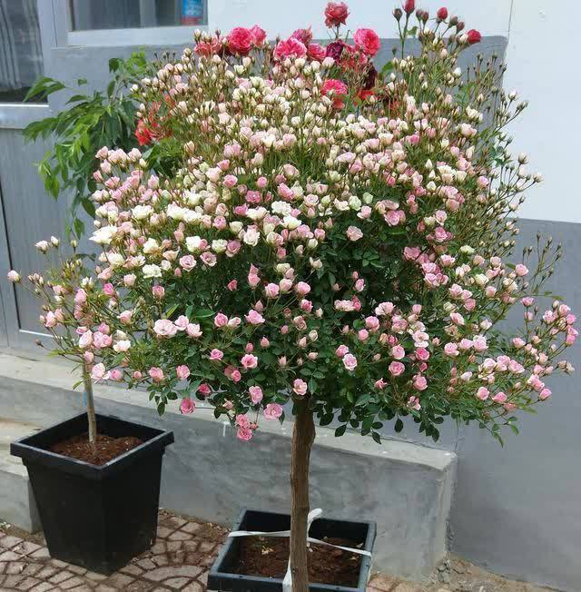 3种“东西”别浪费,路边一大推,一分钱不花,养花效果一级棒