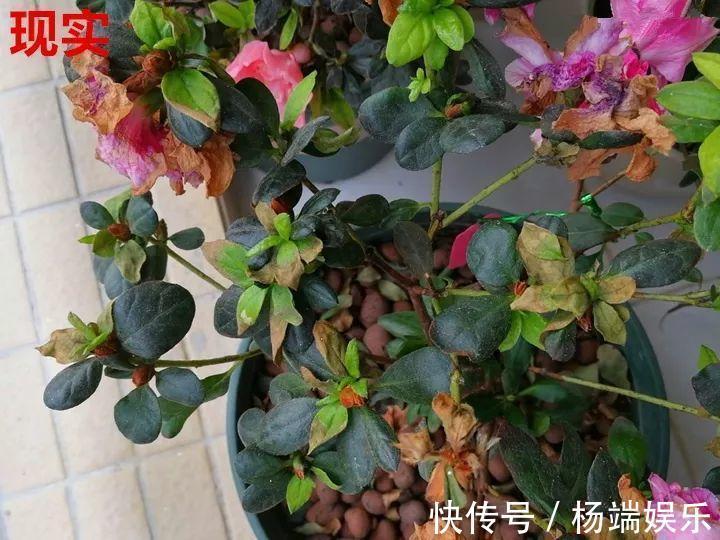 最难养的6种花,买一盆死一盆,想想都生气!