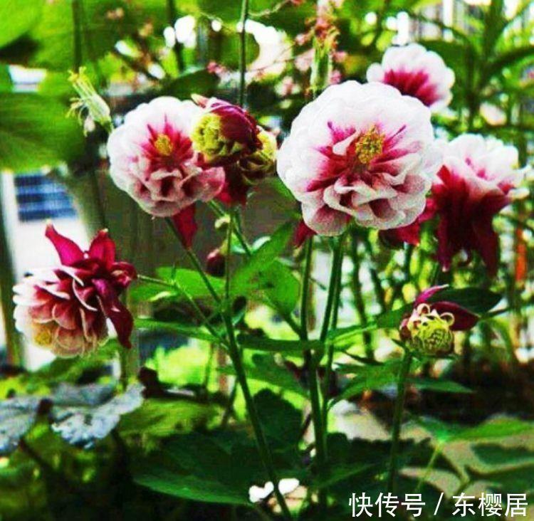 颜值|4种花养在家里,净化空气,释放氧气,颜值也不错