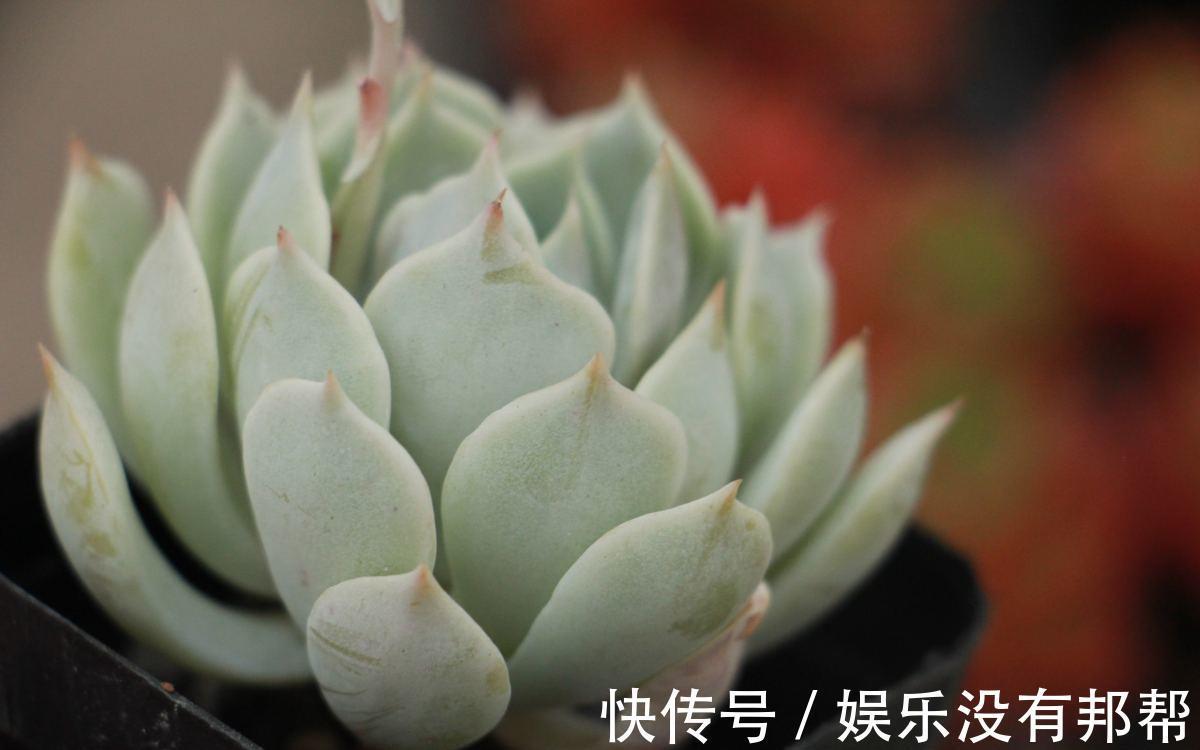 花苞|9月对于养花人来说,是个“幸运月”,6个好消息马上就来