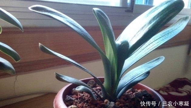 光照|君子兰叶子下垂就浇水 别想得太简单, 要不再也抬不起来了!