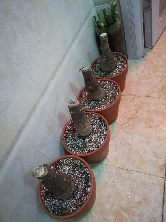 沙子的3个养花小妙招,赶紧收藏,小方法管大事儿