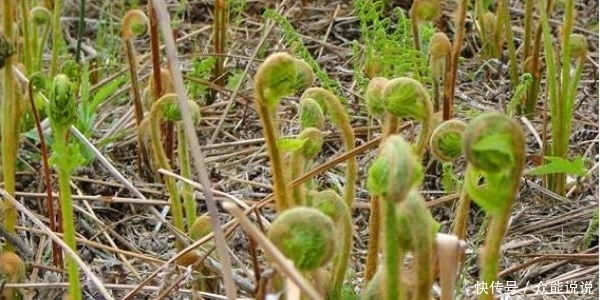 野菜中的“兰博基尼”，出口日本成为十大名菜之首