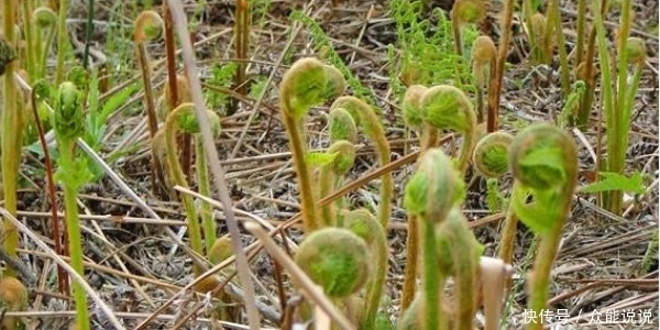 野菜中的“兰博基尼”,出口日本成为十大名菜之首