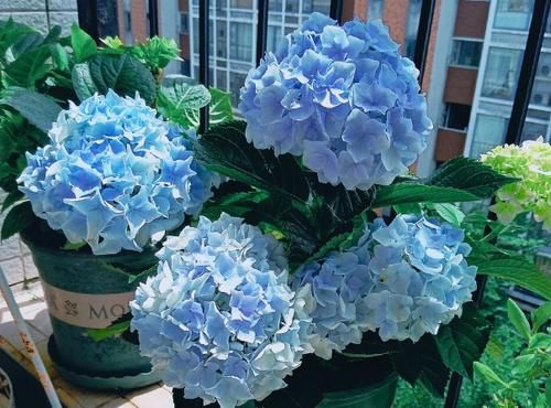 5月逛花市，捡漏很轻松，这4种花“闭眼入”，耐热抗晒开花多