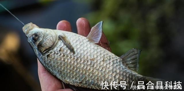 垂钓|钓鲫鱼用酒米打窝其实是在浪费窝料