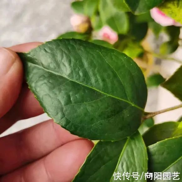 养山茶花,经常遇到的“8大难题”,老花医帮你解决,很实用