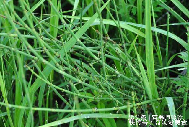 酸酸草|2种农村常见的野草,既是野菜,又是治病的中药材,不知道可惜了