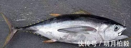 智力|还在让孩子吃巴沙鱼吗家长快停止,这3种鱼对智力和视力更有益