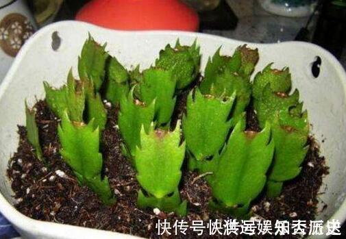 植株|4种花现在扦插,枝条扔土里“生根快”,当年开花,变成养花大户