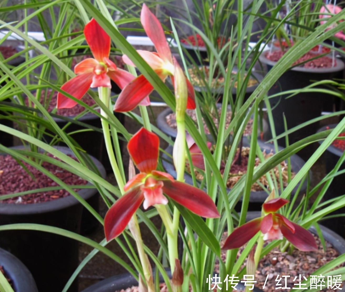 此兰花被誉为“国兰第一红”,花型工整,养护简单,曾多次获奖