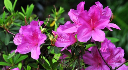 不妨养一盆“杜鹃花”，养护只需记住3点，养出繁茂艳丽的杜鹃花