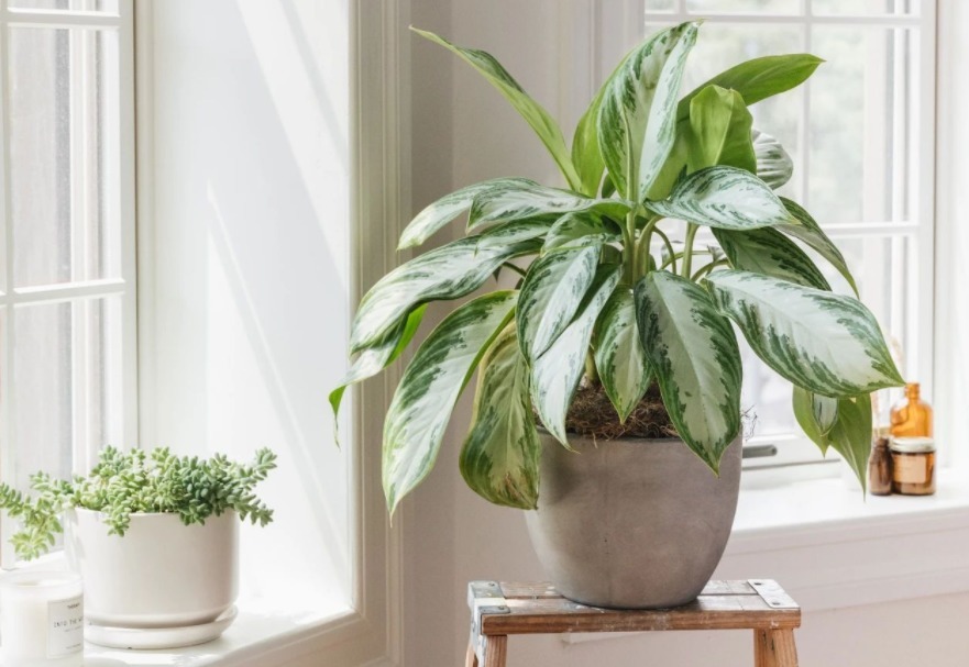 肥料|室内养花,弄错这3件事,植物长不好,主人爱生病