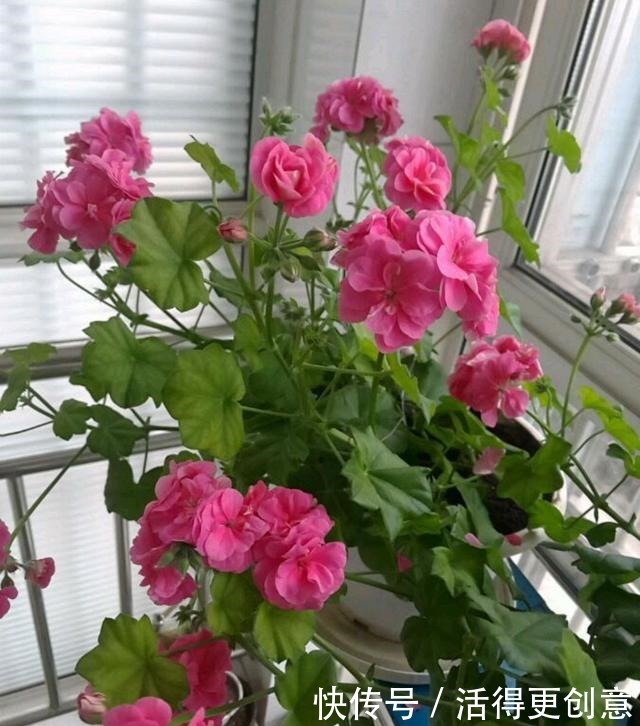 这三“驱蚊花”遇水疯长,叶子都带香味,古代“大户人家”最爱养!