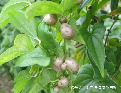 块茎|农村树上的“小土豆”,和燕窝一样补,男人女人都要多吃,有益处