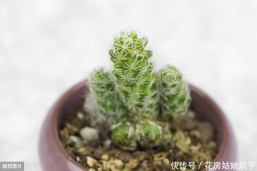 养殖|多肉的专业术语有哪些?学会这些多肉术语,你也可以小装一下