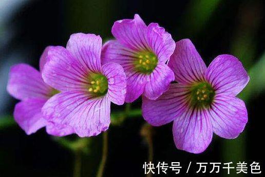 栽培|从8月17日开始，家养此款花卉，花姿卓越，栽培容易，幽香暗淡