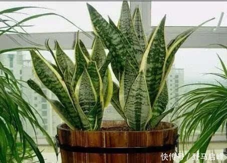 多肉多肉|换盆少做一件事,等于白换了,养一年也不长个