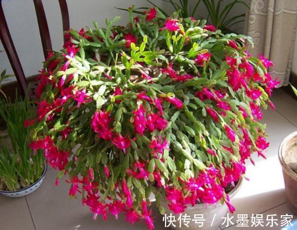 不会养长寿花、蟹爪兰把“它”埋在花盆里，枝叶乱窜，管用！