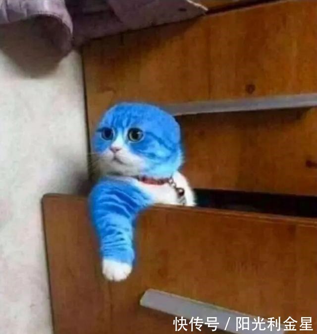 哆啦小猫弄坏手办爱好者拼起来的哆啦A梦，之后会怎么样小猫呆了