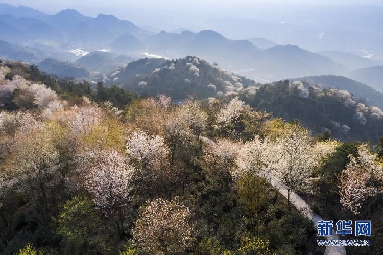 樱花烂漫 来重庆云龟山赴一场与春天的约会