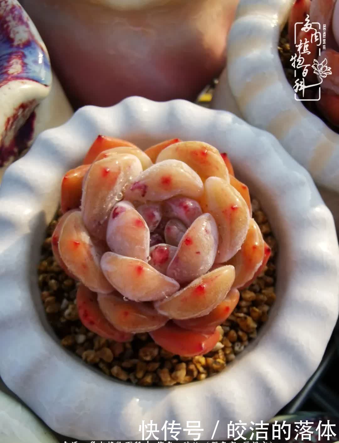 百度|我与多肉那些不得不说的故事!