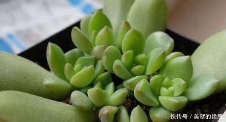 肉友|多肉叶插方式有几种?哪个成活率高?叶插时,需要注意什么?
