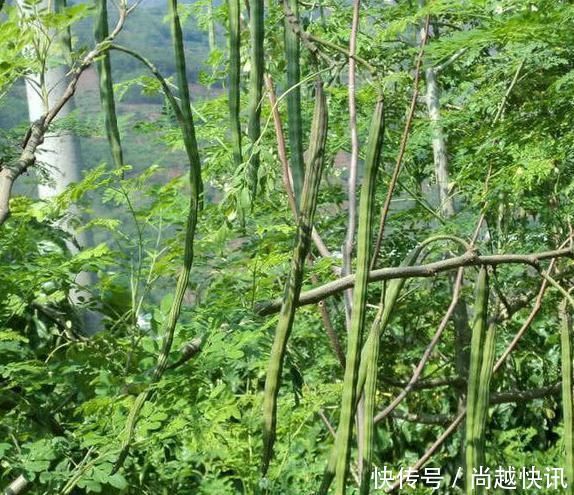 辣木籽|此物是酒精最大天敌,喝酒前偷偷嚼两粒,白酒啤酒“千杯不醉”