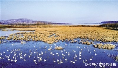 飞跃寒冬 天鹅起舞