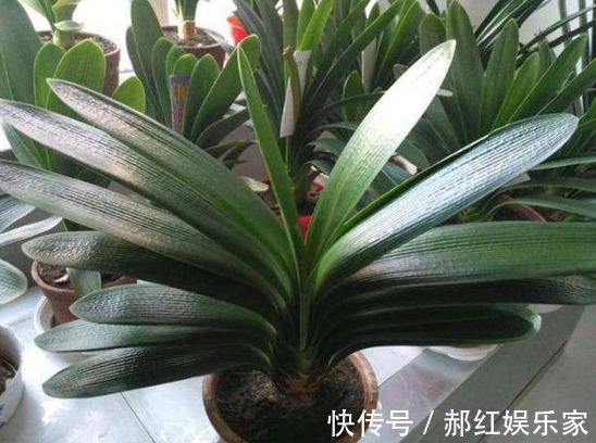 夏季|养君子兰学会四季浇水方法,根系长满盆,叶子绿出油