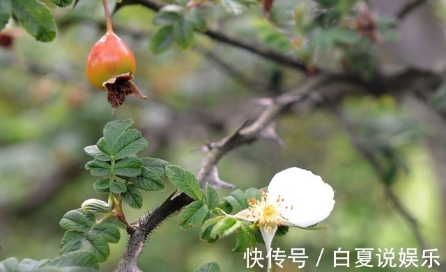 农村|这个野果在农村并不常见,我从六岁吃到十三岁,却不知道它的名字