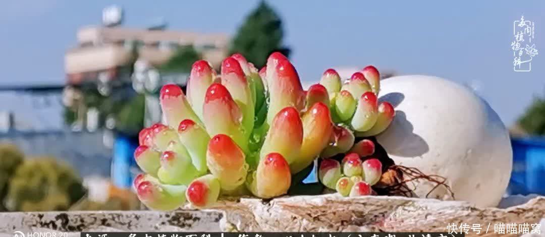 多肉|你是爱,是暖,是希望,你是人间四月天!