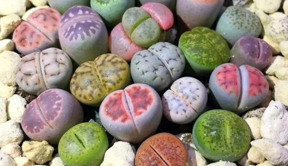 养蜕皮中的石生花，做好这4件事，才是名副其实的“富贵玉”