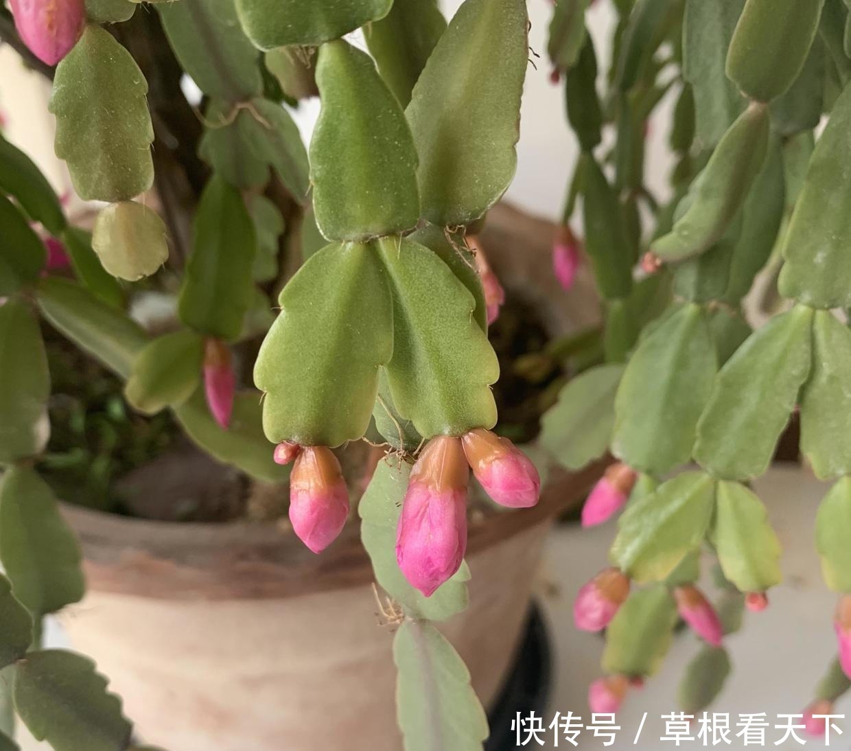 刘大娘养的蟹爪兰,10年时间,长成“蟹爪兰树”,开出花苞雨