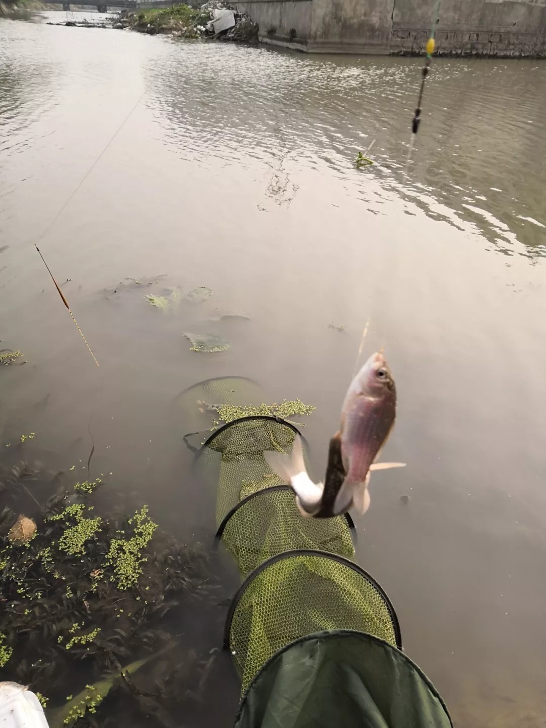 冬天的鲫鱼都藏在哪儿？冬钓这样选位，不愁钓不到鱼！