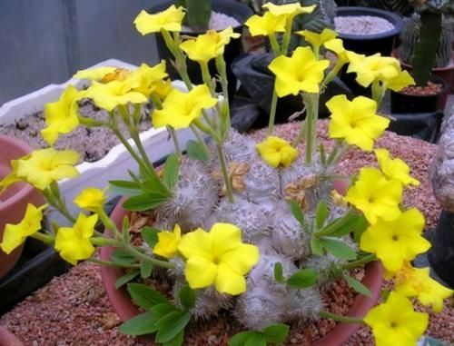 白皮|这4类多肉植物,终将被淘汰,因为价格实在太贵!