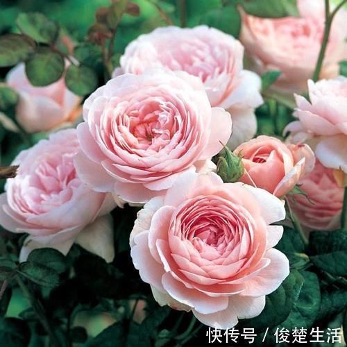 狼牙棒|好看的“无刺月季”颜值担当,不被“狼牙棒”扎到手