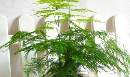 文竹爱黄叶,学了这5招,叶子绿的滴油,蹭蹭长到巨无霸!