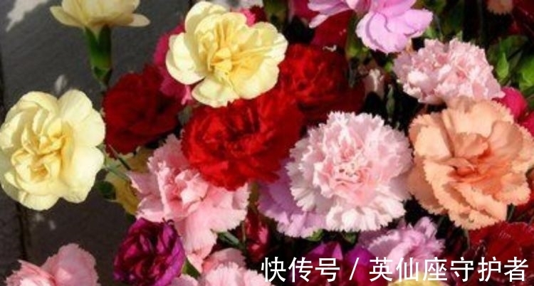 4种富贵花,添福添贵添好运,比牡丹美,比绿萝好养!